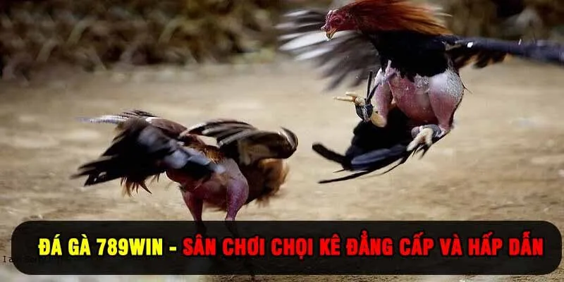 Đá Gà 789WIN - Sân Chơi Chọi Kê Đẳng Cấp Và Hấp Dẫn