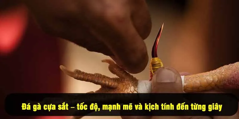 Đá gà cựa sắt – tốc độ, mạnh mẽ và kịch tính đến từng giây