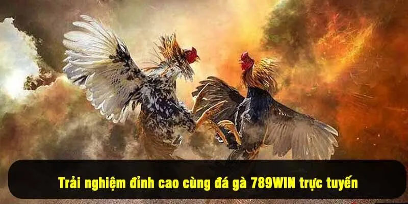 Trải nghiệm đỉnh cao cùng đá gà 789WIN trực tuyến